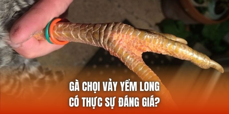 Gà chọi vảy yểm long có thực sự đáng giá?
