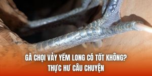 Gà Chọi Vảy Yểm Long Có Tốt Không? Thực Hư Câu Chuyện
